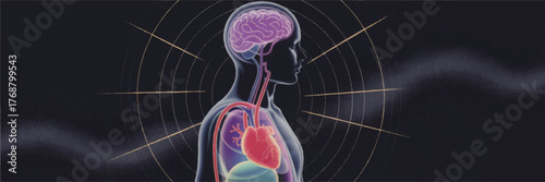 Human Anatomy Illustration Showing Brain, Heart, Nervous System, and Internal Organs on Dark Blue Abstract Background