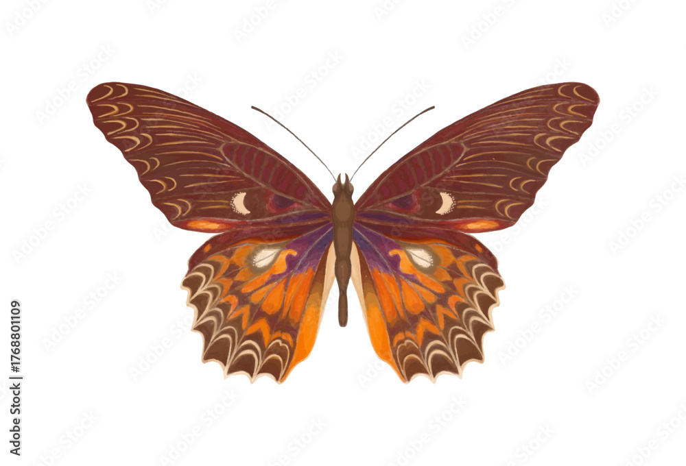 Obraz premium Watercolor butterfly Cethosia biblis with symmetrical open wings isolated on white background, detailed tropical insect, watercolor-style. Multicolor watercolor butterfly.
