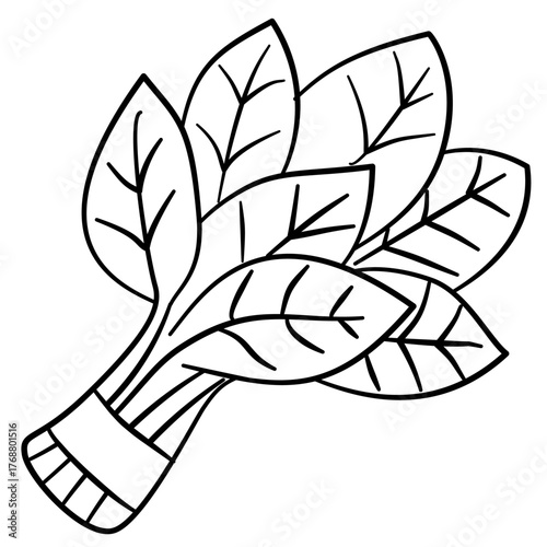 Vector line art illustration of spinach in black and white, featuring detailed leaf texture and veins, perfect for botanical drawings, healthy food art, or organic design projects.