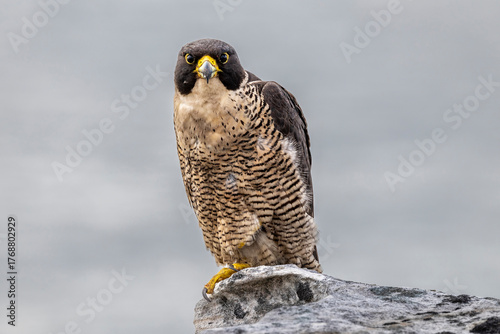 Female Australian Peregrine Falcon perched on rock outcrop
