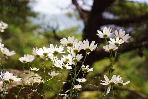 The Last Wild Flower