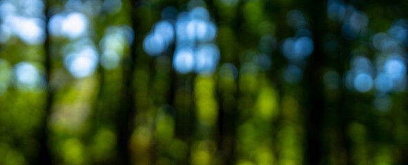 Green background. Vibrant plants in blurred green background. Natural green meadow with glowing foliage overlay. Dreamy green forest scene with summer sunlight. Soft-focus greenery for eco templates.