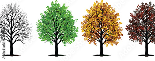 Four Seasons Trees Showing Spring, Summer, Autumn, and Winter Cycles