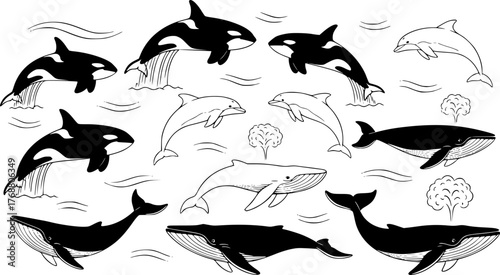 A collection of black and white illustrated marine mammals including orcas dolphins and whales in minimalist ocean art
