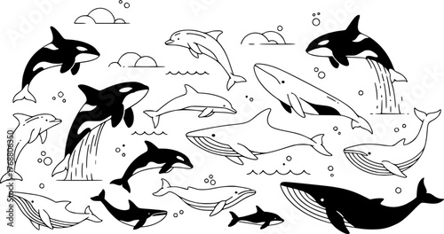 A collection of black and white illustrated marine mammals including orcas dolphins and whales in minimalist ocean art
