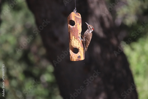 Φωτογραφία An Arizona Woodpecker in Madera Canyon, AZ