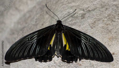Multiple Butterflies of varios colorsand types with high quality photography