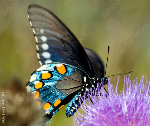 Multiple Butterflies of varios colorsand types with high quality photography