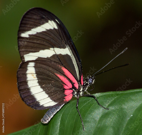 Multiple Butterflies of varios colorsand types with high quality photography