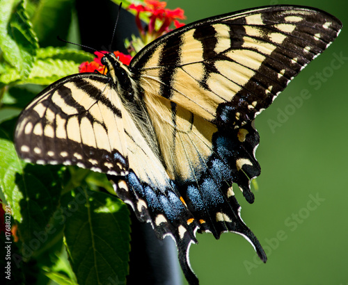 Multiple Butterflies of varios colorsand types with high quality photography