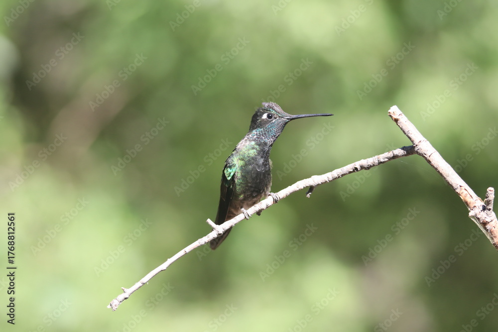 Fototapeta premium A Rivoli's Hummingbird in Arizona