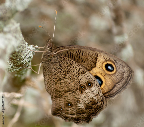 Multiple Butterflies of varios colorsand types with high quality photography