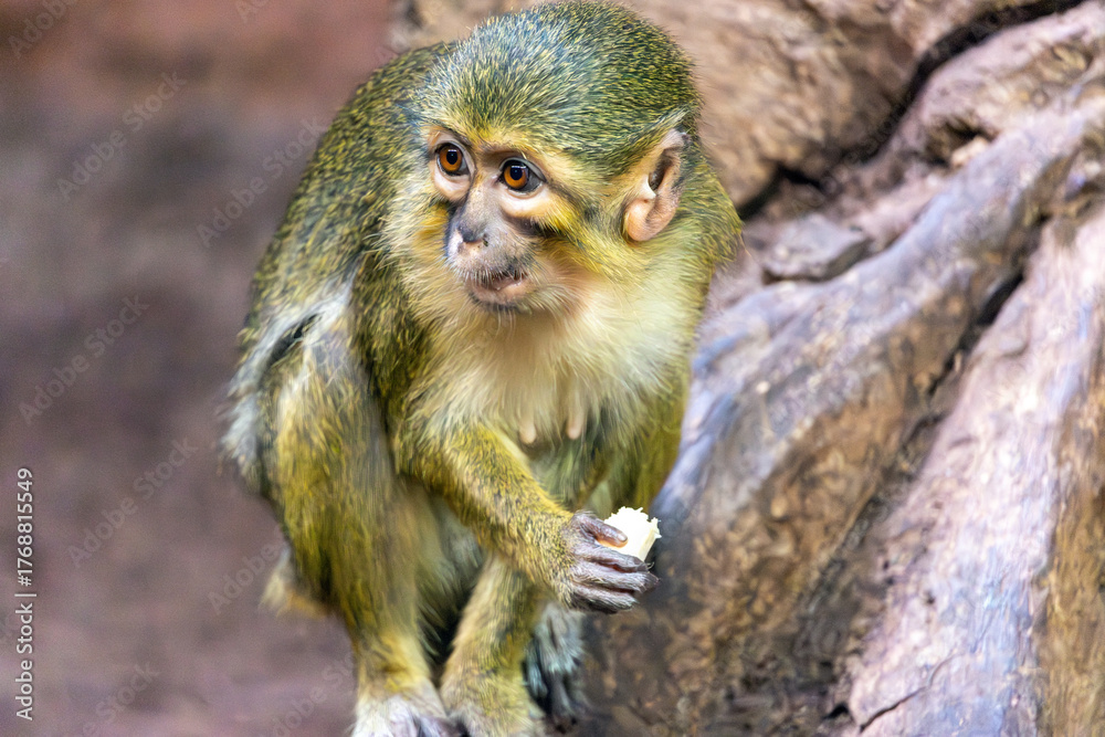 Fototapeta premium Gabonese talapoin (Miopithecus ogouensis), also known as northern talapoin, eating food in a tree