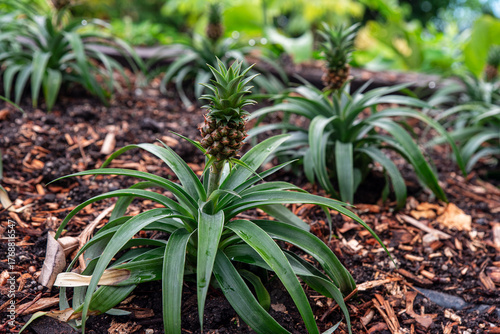 pinapple plant growing in a ecco farm