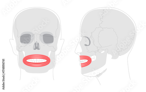 Orbicularis oris - Human mouth muscle anatomy chart responsible for controlling movements of lips, important for facial expressions, speech, and eating, shown as medical reference and educational tool