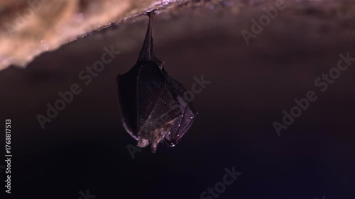Close up small shaking horseshoe bat hanging from top of cold natural rock cave while hibernating. Creative backlit wildlife take. Shining water drops on animal body. Wildlife take natural environment