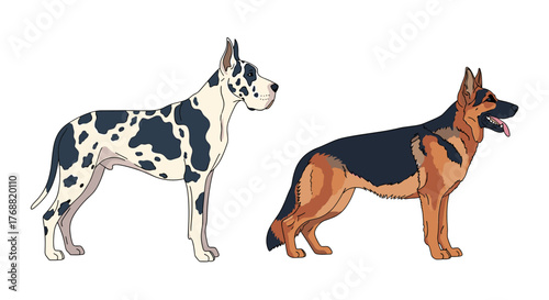 Majestic Great Dane and loyal German Shepherd stand side-by-side, showcasing distinct canine breeds and powerful stature, perfect for pet lovers and dog enthusiasts.