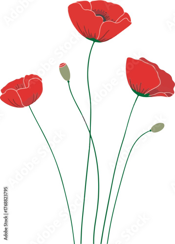red poppy flowers
