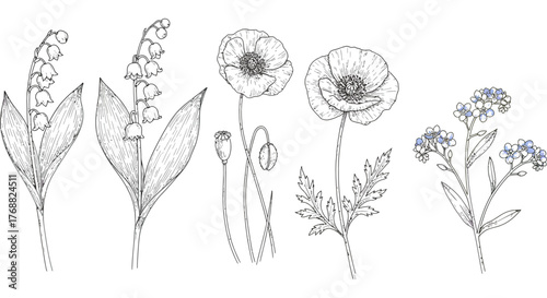 botanical illustration lily of the valley poppies and forget-me-nots drawn as a vintage floral art piece for elegant print design.