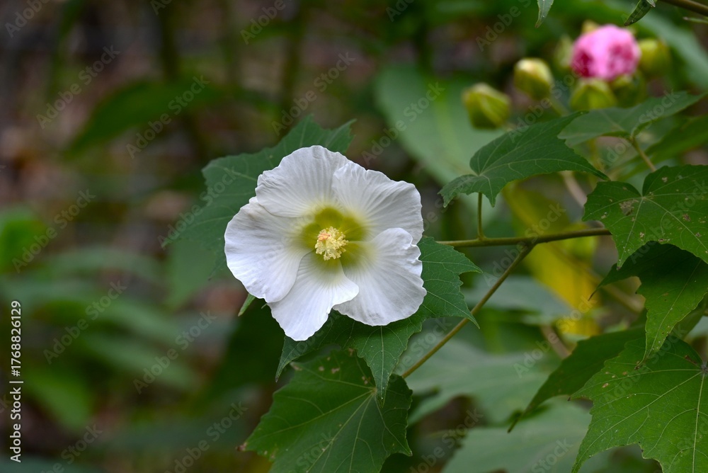 Obraz premium Hibiscus mutabilis (Cotton rose) flowers.Malvaceae deciduous shrub.White flowers in the morning, turning pink in the evening. 