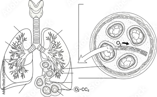Anatomical illustration of human lungs showing oxygen and carbon dioxide exchange in alveoli