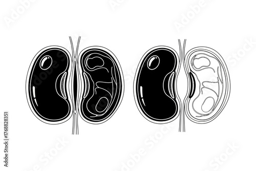 Detailed illustration of cellular structures showcasing contrasting organelles and membranes