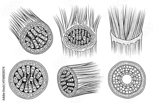 Detailed illustration of plant root structures showcasing vascular arrangements and cellular organization