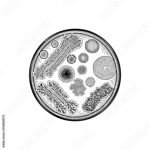 Detailed illustration of various bacteria and microorganisms in a circular petri dish setting