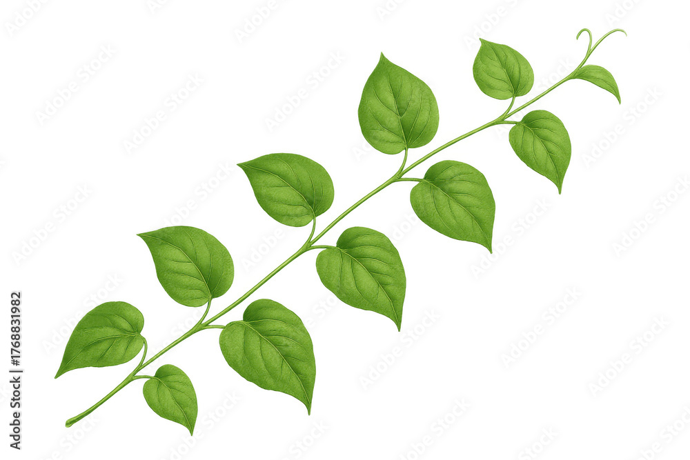 Fototapeta premium Green vine with fresh leaves growing on transparent background, symbolizing nature and growth