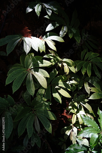 Parataniwha growing in a shaded glade in the Waitakere Forest