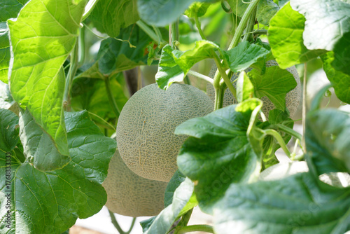 cantaloupe melon in greenhouse