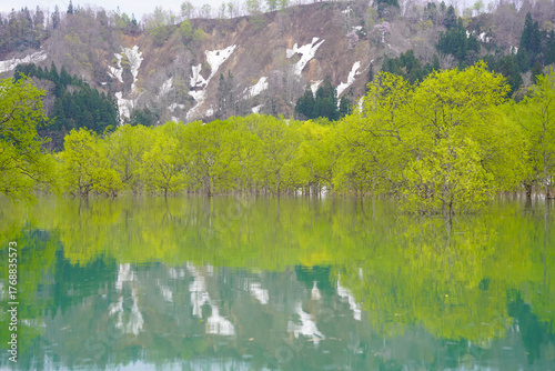 山形県白川湖の水没林