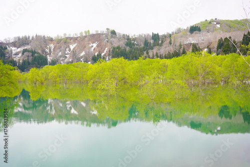 山形県白川湖の水没林