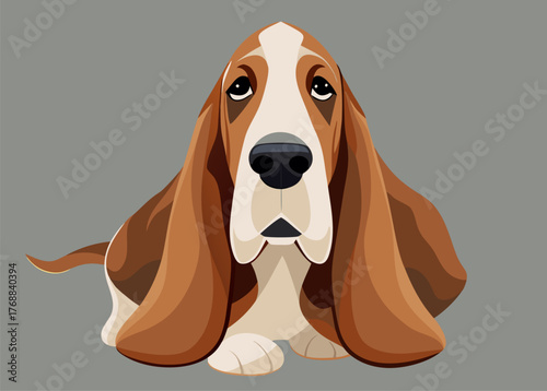 Sad Basset Hound Dog Portrait on Simple Gray Background