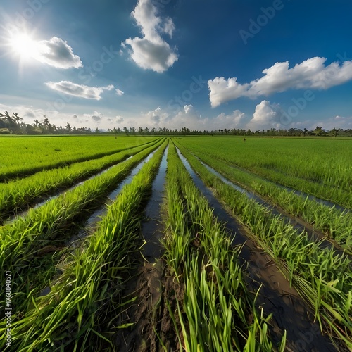 Green Rice Field with Bright Blue Sky — Peaceful Countryside and Sustainable Farming Concept