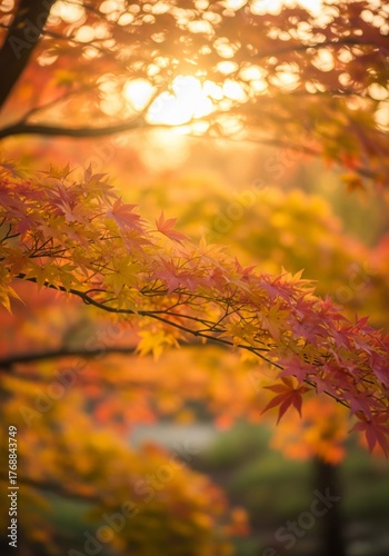 Vibrant Orange Maple Leaves with Sunlit Glow in Autumn Season