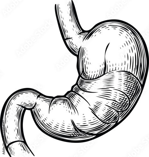 Human stomach engraving art design