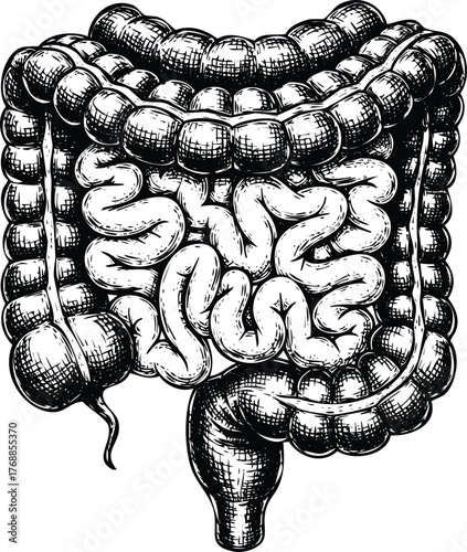 Human intestine anatomy illustration engraving art design