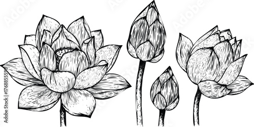 Lotus flowers and buds engraving art design