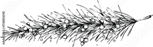 Handdrawn pine branch with berries engraving art design