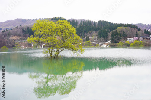 山形県白川湖の水没林