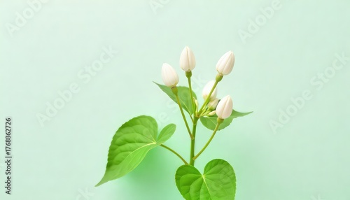 Close up of jasmine buds and green leaves against a light green background in a studio setting