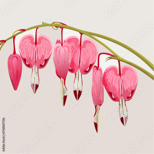 A realistic fresh bleeding heart flowers with leaves
2
