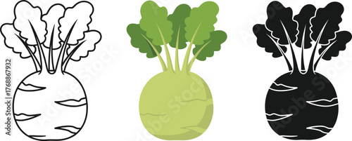 Fresh Green Kohlrabi (Turnip Cabbage) Vector Illustration - Root Vegetable