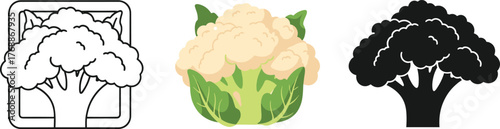 Whole White Cauliflower Head Vector Illustration - Organic Vegetable