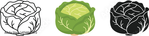 Fresh Green Cabbage Head Vector Illustration - Organic Vegetable