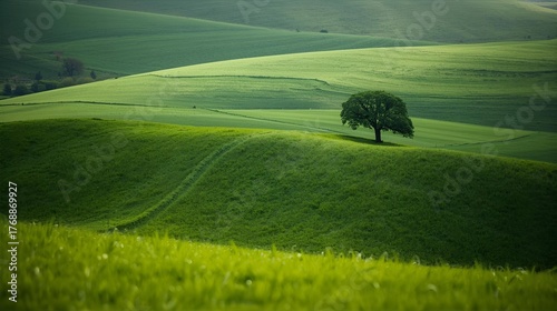 Fototapeta Naklejka Na Ścianę i Meble -  landscape with green grass 