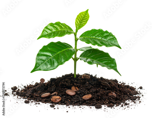 Small plant with vibrant green leaves growing from soil with scattered brown coffee beans