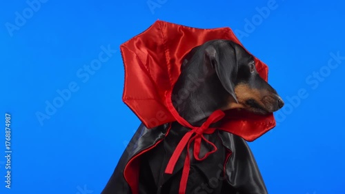 A cute dachshund dog in a black robe, vampire, Dracula or devil costume, cheerfully barks and runs away on a blue chromakey before a Halloween party