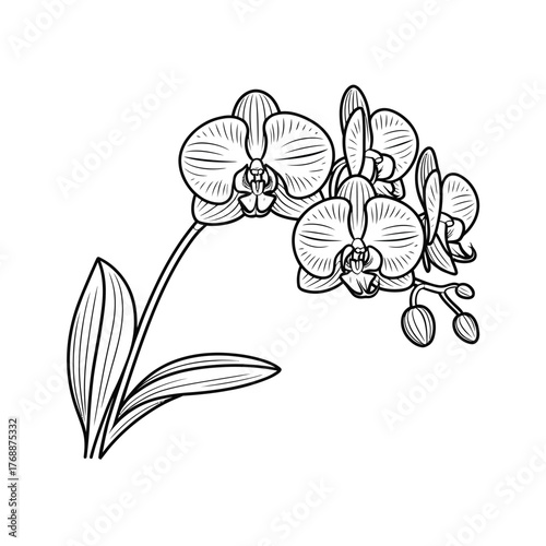 Hand drawn sketch of a delicate orchid flower branch with leaves